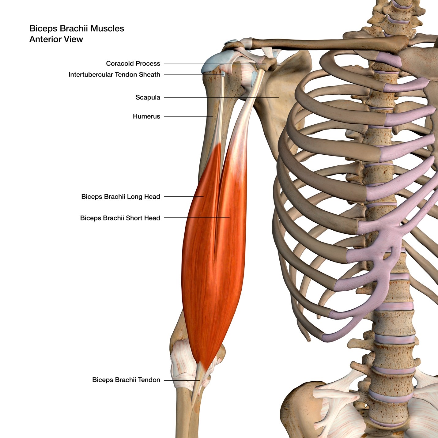 biceps muscle and tendon